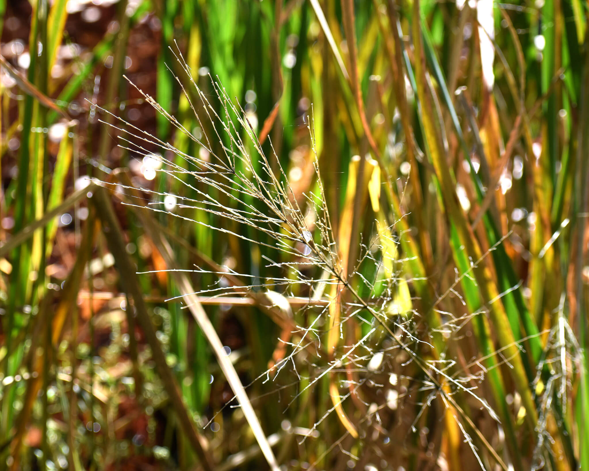 Wild Rice Closeup