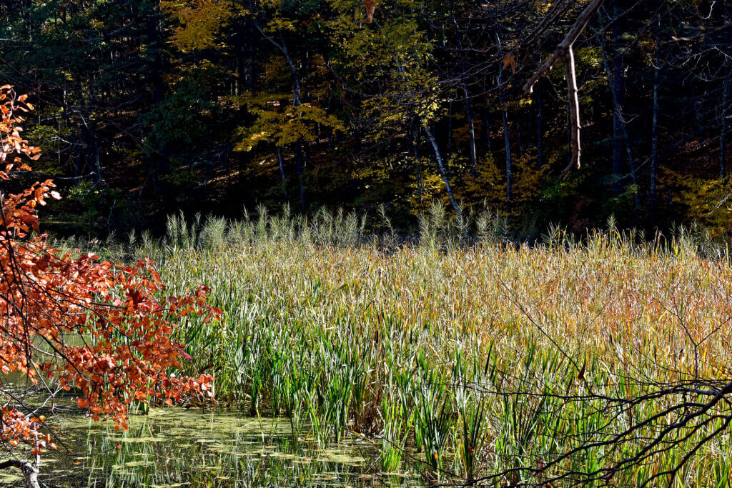 Wild rice grows in slow-moving water. This year, conditions changed and the number of plants grew exponentially. Fairyland Pond, in the Hapgood-Wright Town Forest. The grains, released in late October, provide food for ducks and other waterfowl and reseed by dropping into the water down to the dirt. Photos by Anne O’Connor